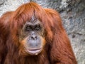 Orangutang monkey ape animal Royalty Free Stock Photo