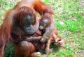 Orangutang mother and baby Royalty Free Stock Photo