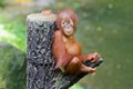Orangutang (Pongo) Royalty Free Stock Photo