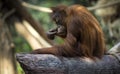 Orangutang (Pongo) baby sits on the tree. Royalty Free Stock Photo