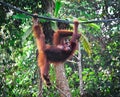 Orangutang in rainforest Royalty Free Stock Photo