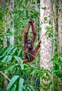 Orangutang in rainforest Royalty Free Stock Photo