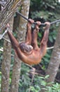 Orangutang swinging on a rope Royalty Free Stock Photo
