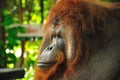 Orangutang in thailand zoo Royalty Free Stock Photo