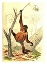 Orangutang, vintage engraving