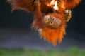 Orangutans Royalty Free Stock Photo