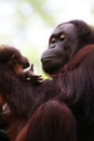 Orangutans Royalty Free Stock Photo