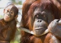 Orangutans Royalty Free Stock Photo