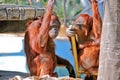 Orangutans Royalty Free Stock Photo