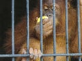 orangutans eating corn in a cage Royalty Free Stock Photo