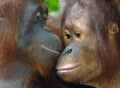 Orangutans have feelings too! Closeup image of a pair of loving orangutans.