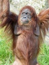 Orangutan at Jersey Zoo