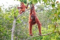 Orangutan (Pongo pygmaeus wurmbii) at Tanjung Puting National Park, Borneo - Indonesia Royalty Free Stock Photo