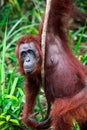 Orangutan (Pongo pygmaeus wurmbii) at Tanjung Puting National Park, Borneo - Indonesia Royalty Free Stock Photo