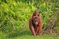Orangutans - mom and her baby in Borneo Royalty Free Stock Photo