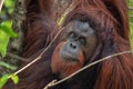 Orangutans - mom and her baby in Borneo Royalty Free Stock Photo