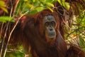 Orangutans - mom and her baby in Borneo Royalty Free Stock Photo