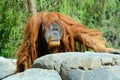 The orangutans, orang-utan, orangutang, or orang-utang Royalty Free Stock Photo