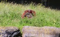 The orangutans, orang-utan, orangutang, or orang-utang) Royalty Free Stock Photo