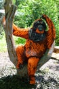 The orangutans, orang-utan, orangutang or orang-utang at the super powers of animals Royalty Free Stock Photo