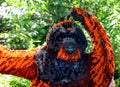 The orangutans, orang-utan, orangutang or orang-utang at the super powers of animals Royalty Free Stock Photo