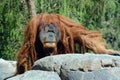 The orangutans, orang-utan, orangutang, or orang-utang Royalty Free Stock Photo