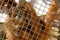 The orangutans, orang-utan in cage Royalty Free Stock Photo