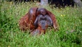 The orangutans, orang-utan, orangutang, or orang-utang) Royalty Free Stock Photo