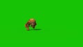 Orangutans Runs Front Green Screen Monkey Animals 3D Rendering Animation