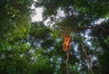 Orangutan in sumatra gunung leuser park in indonesia Royalty Free Stock Photo