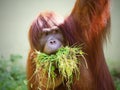 The orangutans are three extant species of great apes native to Indonesia and Malaysia.