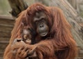Orangutans at Zoo Tampa at Lowery Park