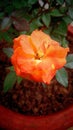orangy rose Royalty Free Stock Photo