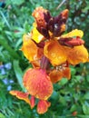 An Orangy and yellow Wallflower