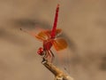 Oranje zonnewijzer, Orange-winged Dropwing, Trithemis kirbyi