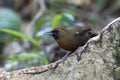 Oranjeborstlijstergaai, Orange-breasted Laughingthrush, Garrulax annamensis