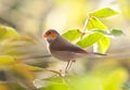 Oranjekaakje, Orange-cheeked Waxbill, Estrilda melpoda Royalty Free Stock Photo