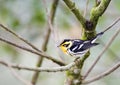 Oranjekeelzanger, Blackburnian Warbler, Dendroica fusca