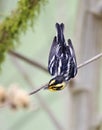 Oranjekeelzanger, Blackburnian Warbler, Dendroica fusca Royalty Free Stock Photo
