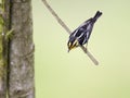 Oranjekeelzanger, Blackburnian Warbler, Dendroica fusca Royalty Free Stock Photo