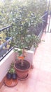 The orante tree in balcony