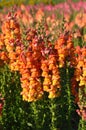 Snapdragon or Antirrhinum majus in garden