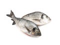 Orata Fish Isolated, Fresh Dorado, Seabream