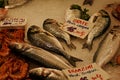 Orate - Sea Bream, Branzini - Sea Bass, Mercato Orientale, Genoa, Italy Royalty Free Stock Photo