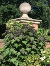 Orb Architectural on top of brick column concrete covered with Ivy. Royalty Free Stock Photo