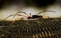 orb Spider female golden silk Royalty Free Stock Photo