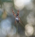 Orb Spider Royalty Free Stock Photo