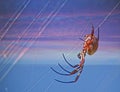 Orb Spider Weaving Web Royalty Free Stock Photo
