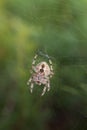 Orb Spider on Web Against Lush Green Foliage Royalty Free Stock Photo