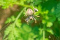 Orb weaver